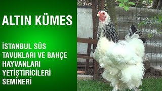 Altın Kümes -  İstanbul Süs Tavukları ve Bahçe Hayvanları Yetiştiricileri Semineri