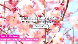 Prunus Kanzan - The Classic Japanese Cherry Tree