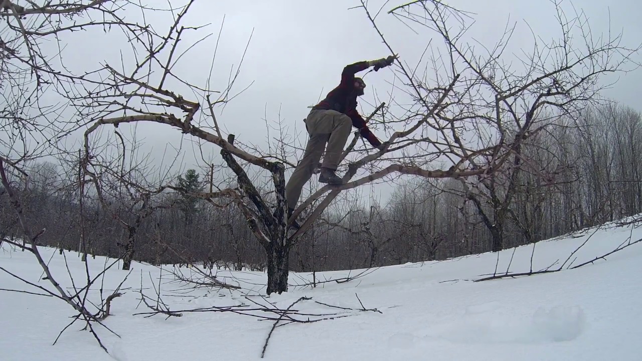 Spring Apple Tree Pruning Youtube