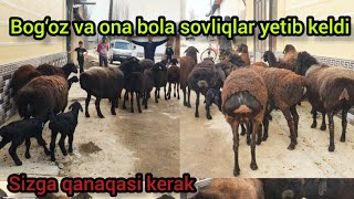 siz izlagan toza xisori kashtan ona bola va bog‘oz sovluqlar keldi+998 99-903-05-70