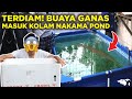 SEMUA TERDIAM! IKAN BUAYA NGAMUUUK PAS MASUK KOLAM PREDATOR NAKAMA POND, SEBERAPA BESAR?