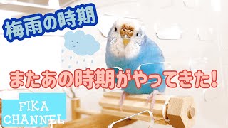 梅雨の時期　またあの時期がやってきた！【セキセイインコのいる暮らし38】