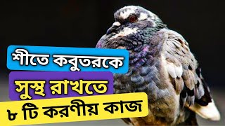 শীতে কবুতরকে সুস্থ রাখতে ৮ টি করণীয় কাজ | শীতে কবুতরের যত্ন | ExistBD