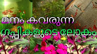 മനം കവരുന്ന ഗപ്പികളുടെ നാട്ടിൽ | Guppy fame visit...