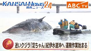 【生配信】死んだ迷いクジラ「淀ちゃん」紀伊水道沖へ　運搬作業始まる