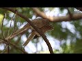 large grey babbler allopreening