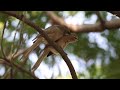 large grey babbler allopreening