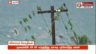 ஆரணி அருகே விவசாய நிலங்களை முற்றுகையிடும் புறாக்கள்,பச்சை கிளிகள்