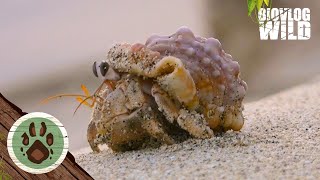 The Cutest Animal Alive? Hermit Crabs Are Awesome!