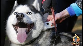 TOP #43: Why You Should Microchip Your Dog
