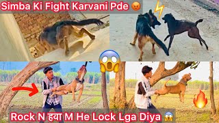 Simba Ki Ladai Kyu Karvani Pde😡|| Rock Ki Khatarnaak Grip हवा Mai😱Lock Power