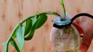 ➍Orchid in full water culture-hydroponic【Dendrobium aphyllum】