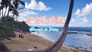 【今日夏威夷】藍天與碧海交織, 白雲悠閑地遊走, 夏威夷, 那片熱帶天堂, 去了便魂牽夢繞#旅游 #自然 #风景