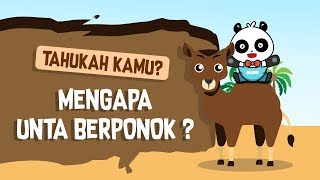 [Video Edukasi Anak] Tahukah Kamu | Mengapa Unta Berponok?