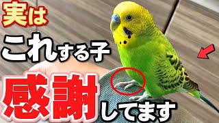 【決定版】セキセイインコが感謝している人にだけ見せる５つの仕草