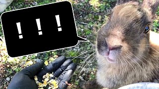 A rabbit suddenly notices the presence of a human and is very surprised