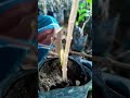 shortvideo apple ber grafting