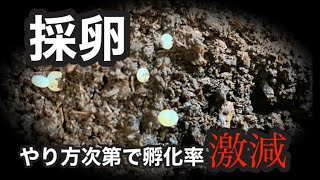 カブトムシの卵の孵化率について　採卵と幼虫割り出し、それぞれのメリットデメリット