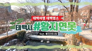 태백 여행지 추천! 낙동강 발원지 황지연못의 전설과 별빛축제 \u0026 황지자유 전통시장