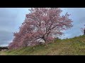 【みなみの桜と菜の花まつり 4k hdr】一度は見たい絶景 河津桜 菜の花畑 cherry blossoms and field mustard festival【静岡県賀茂郡南伊豆町】