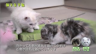 【可愛すぎる】にゃんにゃん猫天気予報 | 桜の巻