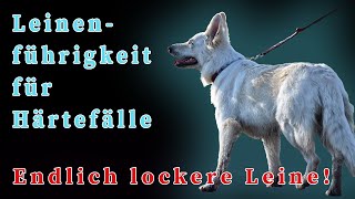 Leinenführigkeit für Härtefälle - Endlich lockere Leine