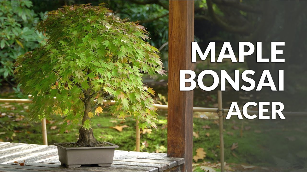 Japanese Maple Bonsai Care (Acer Palmatum) - YouTube