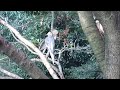 キャンベルタウンオカメインコ2羽20140917 1