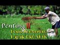 Cara Menghitung Dosis Pupuk Organik | Manfaat Pupuk Organik