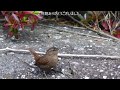 ミソサザイ冬の公園に