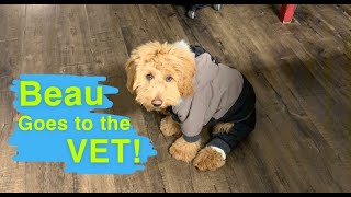 BEAU GOES TO THE VET! Annual trip to the veterinarian to get updated shots.