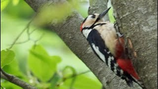 この鳥の名前知ってますか？　鳥がいたらスマホでチェック　ポケット野鳥図鑑  1　  #shorts  What’s this bird?