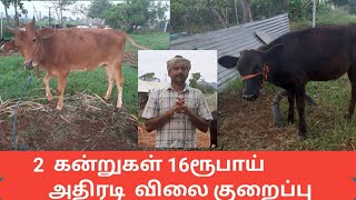 2 கன்றுகள் 16 ரூபாய், அதிரடி விலை குறைப்பு. #radhakrishnanfarms