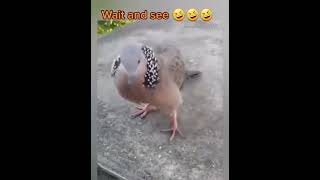 😁Funny Bird🐦 Dancing 😲😋