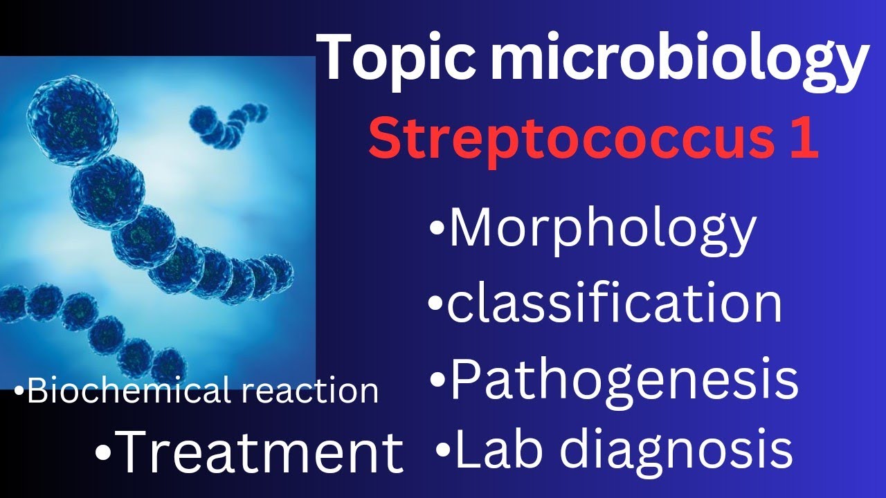 Streptococcus Morphology|lancefield Classification|pathogenesis ...