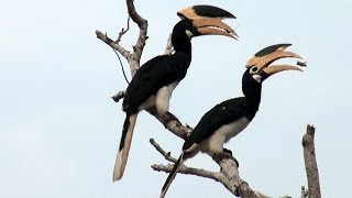 Malabar Pied Hornbill (Pair) eating insects