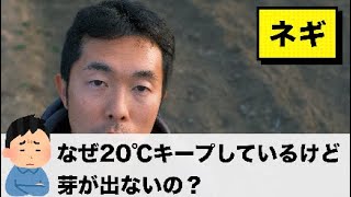 ネギの芽が出ないはなぜ？