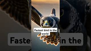 Fastest bird in the world #falcon #facts #factbucketshots #nature #birds #fastestbird