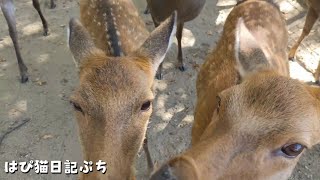 奈良公園で鹿せんべいを買ったら大群で襲われた