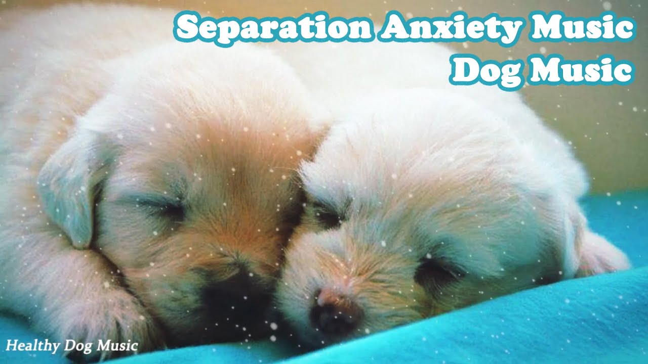 3 Hours | Healing Music For Dogs | Separation Anxiety Relaxing Music ...