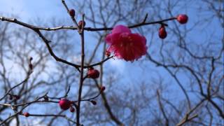 栗林公園南梅林　梅　一輪初開花2015年1月10日