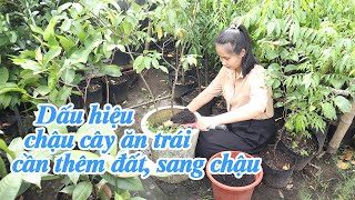 DẤU HIỆU CHO THẤY CÂY ĂN TRÁI CẦN THÊM ĐẤT, THAY CHẬU BỔ SUNG DINH DƯỠNG