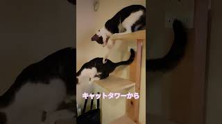 高い所から飛び降りるのも好きなんだよね〜😻　#ねこ