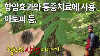 N.100.산가죽나무, 굴피나무 잎은 생즙으로 바르고, 열매는15g에 물700㎖를 붓고 달여서 마신다. 약용나무인 옻나무, 참죽, 참옻나무열매, 굴황피나무, 굴태나무, 털굴피나무