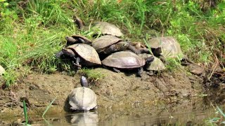 【のんびり甲羅干し】イシガメとクサガメの日光浴