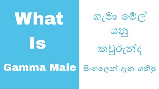 Gamma Male in sinhala (ගැමා මේල් යනු කවුරුන්ද සිංහලෙන් දැනගනිමු)