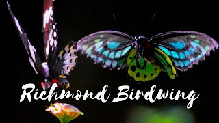 Back from the Brink - Season 2 Episode 5 - Richmond Birdwing