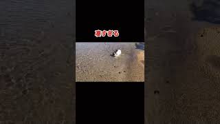 [驚愕]泳ぐ短足猫Surprise.  short-legged cat swimming