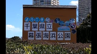 野良猫動画「千葉市県立幕張海浜公園に野良猫を探しに・・・」Stray cat video