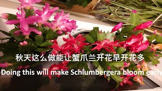 蟹爪兰怎么养 - 秋天这么做能让蟹爪兰开花早开花多 How to raise Schlumbergera-Doing this in autumn will make it bloom early